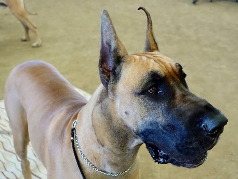 great dane training collar