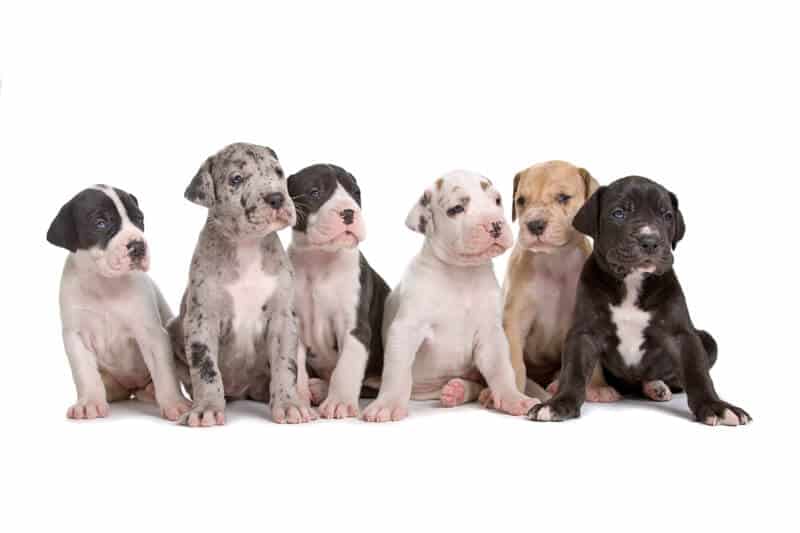 Official Great Dane colors | How to recognize them