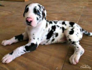 Great dane white store with black spots