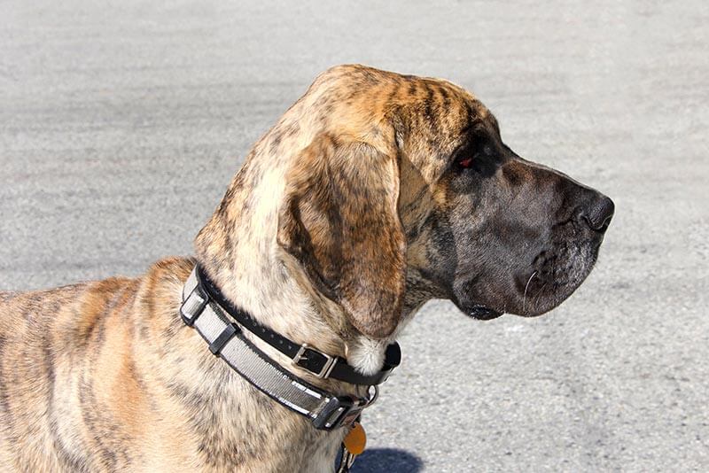 Custom great dane clearance collars