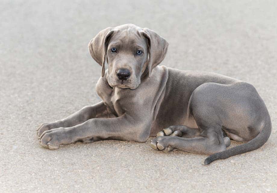 grey great dane puppy