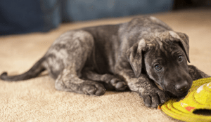 brindle great dane puppy