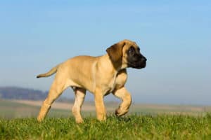 great dane fawn colour