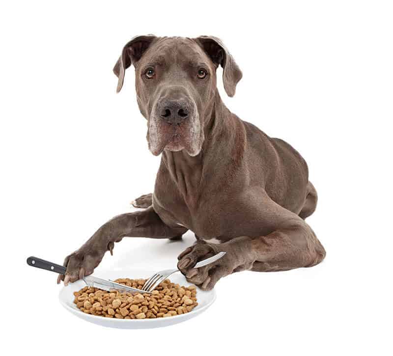 Elevated Feeders for Dogs: Yeah or Nay?