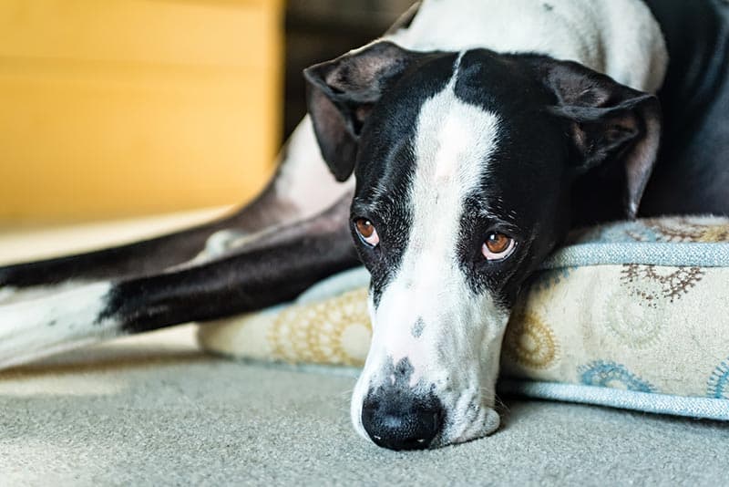 what causes a great danes stomach to flip