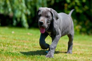 The 7 Official Great Dane Colors