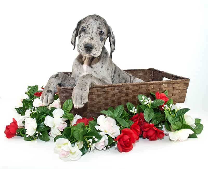 great dane crate size