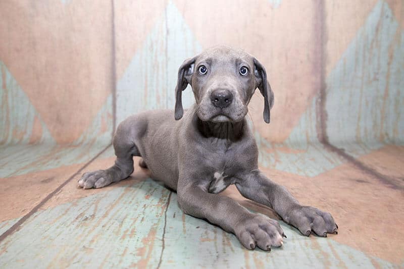 great dane puppy cropped ears