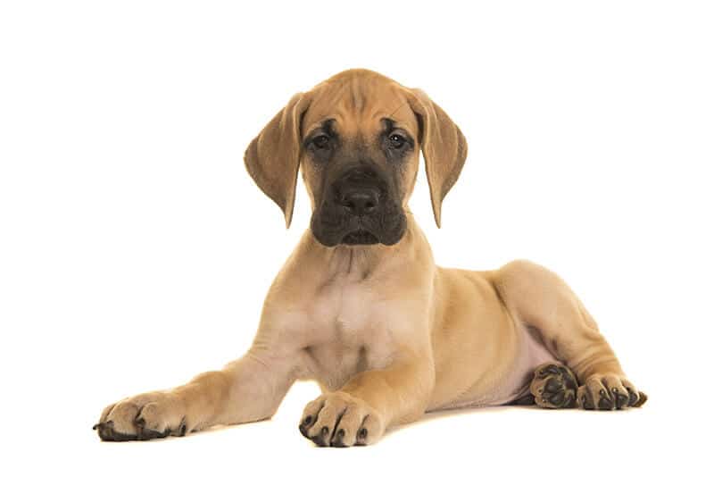 are great dane puppies easy to train