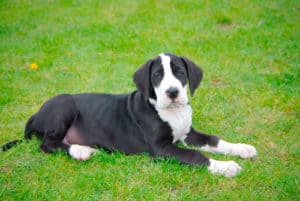 mantle european great dane