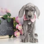 Great Dane breeder selection