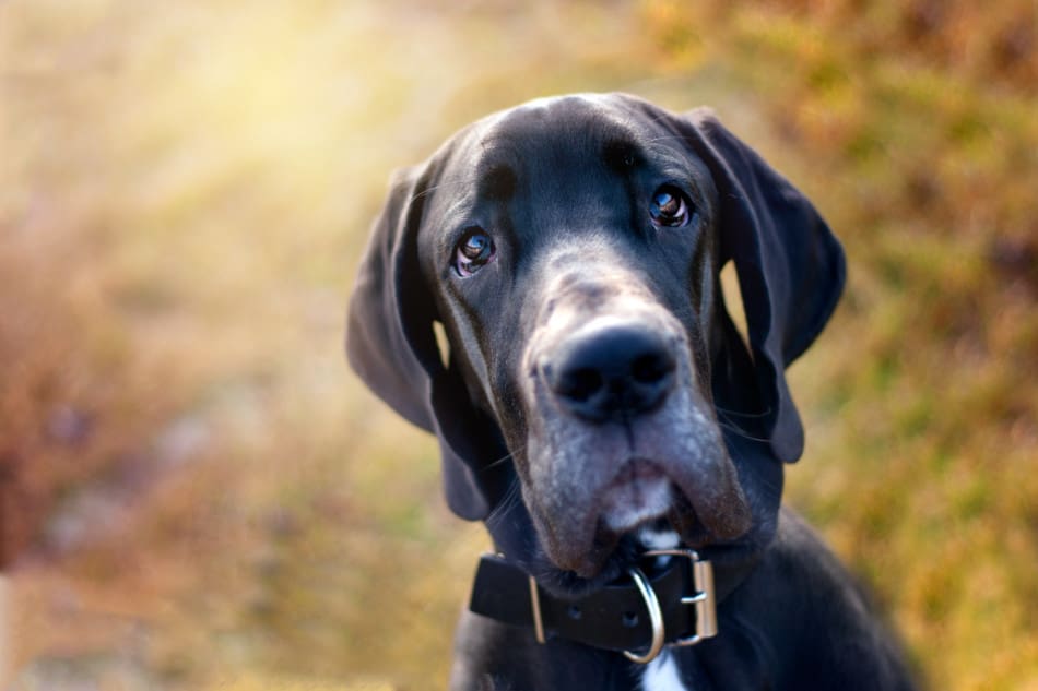 black great dane dog puppy