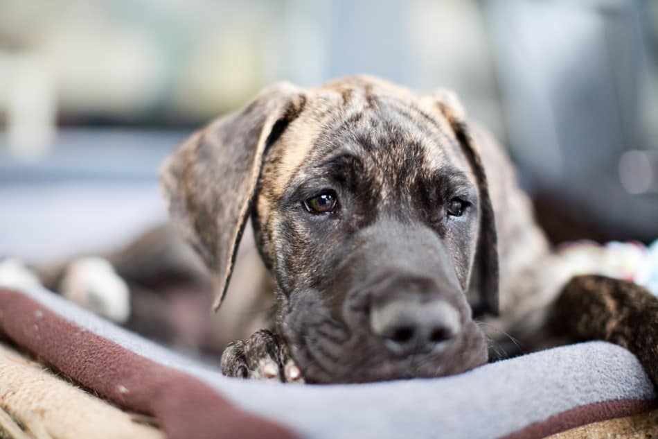 how much does a brindle great dane cost