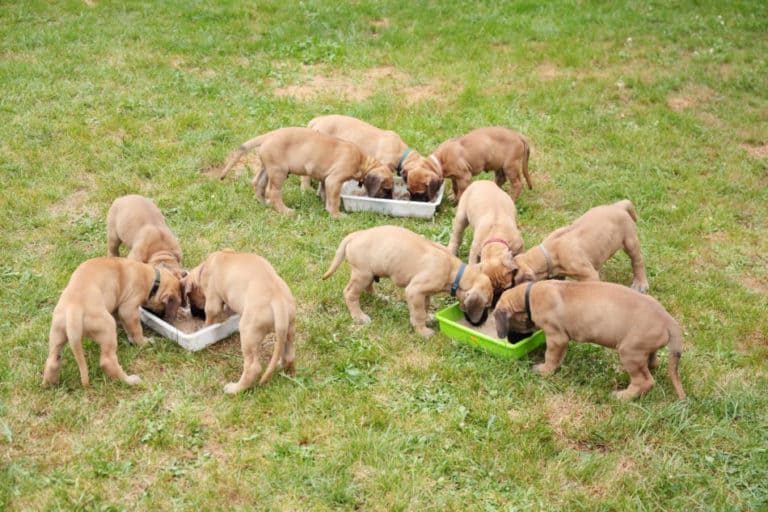 Great Dane Price Here's How Much They Cost! Great Dane Care