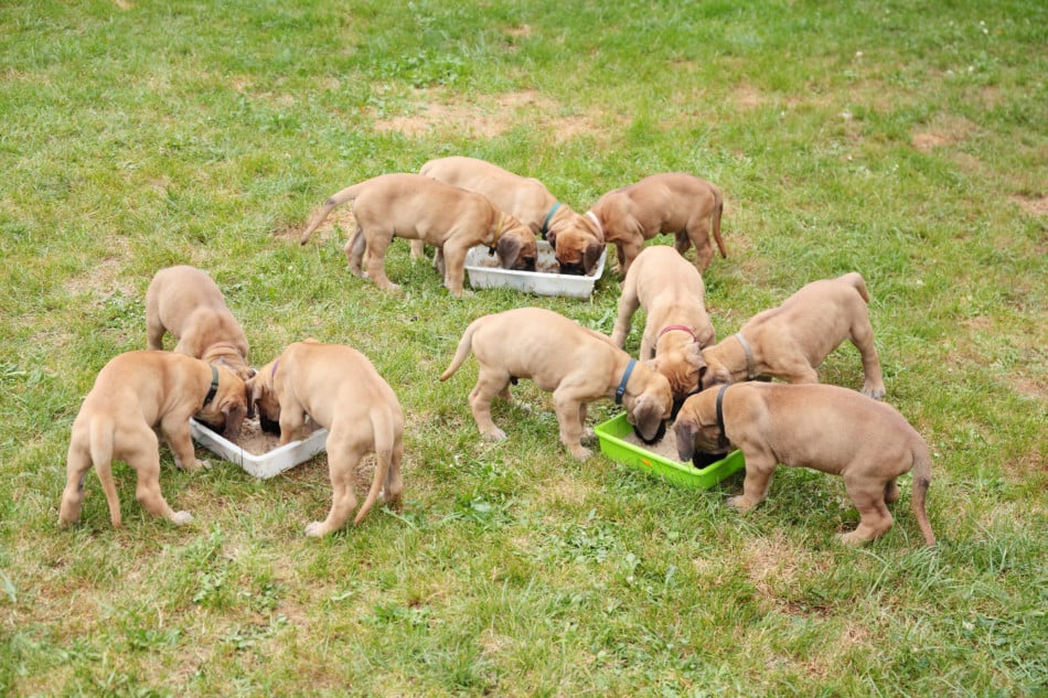 how much do great dane puppies weigh