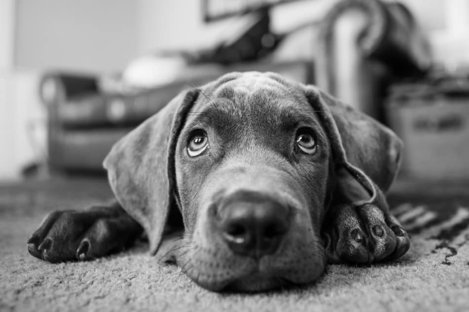 nail clippers for great danes