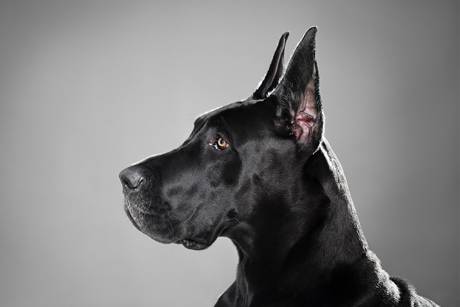 great dane puppy cropped ears