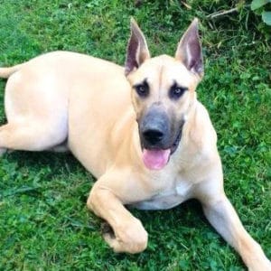 great dane puppy cropped ears