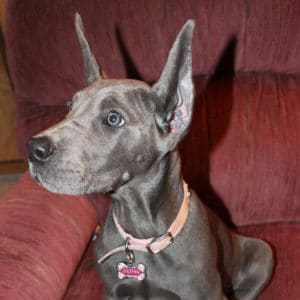 great dane puppy cropped ears