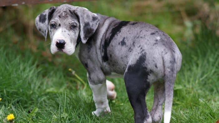 Merle Great Dane puppy.