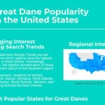 Infographic on Great Dane popularity in the United States.