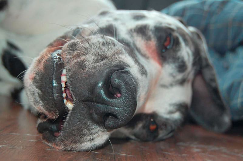 Great Dane teeth / dental care.