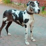 Great Dane shedding