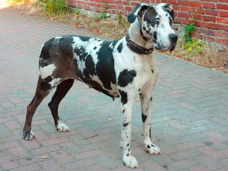 Great Dane shedding