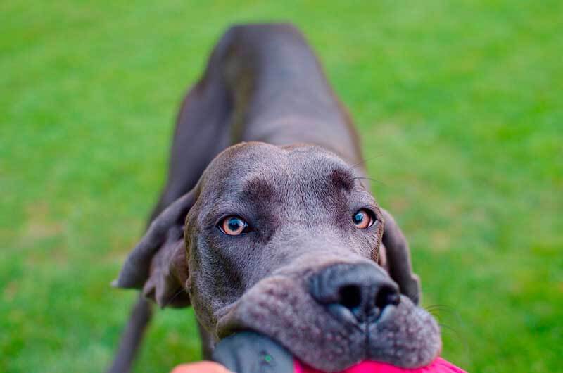 great dane playing with toy