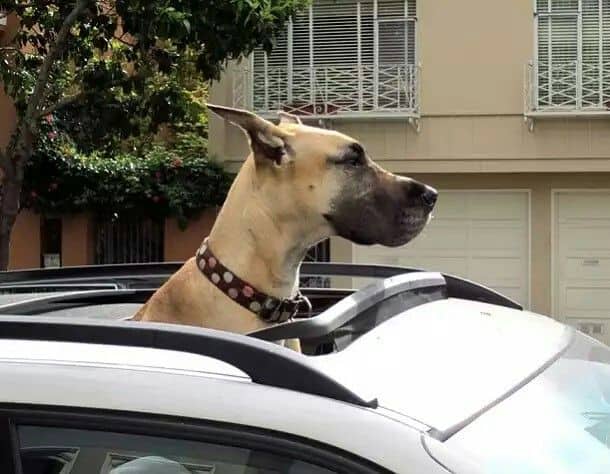 Great Dane riding in car