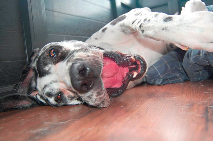 Great Dane puppy teeth