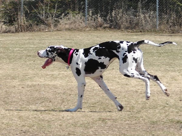 great dane running