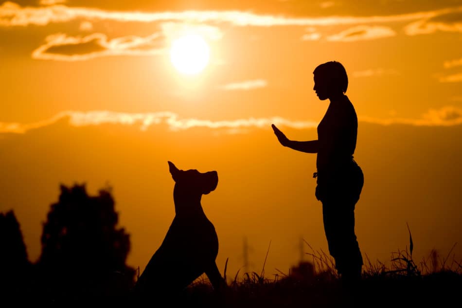 great dane training