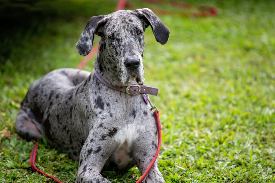 grey great dane