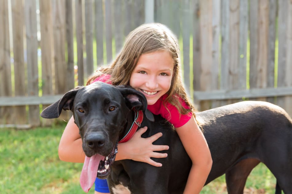 great dane and kid girl hug playing together at backyard outdoor