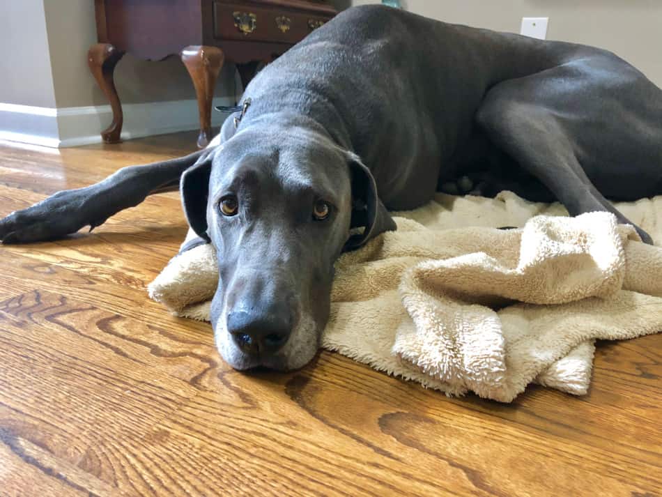 great dane in heat