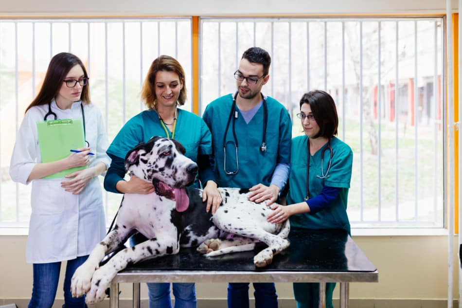 Veterinarian team taking care of Great Dane