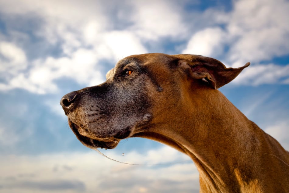 how do i stop my great dane from chewing on chairs