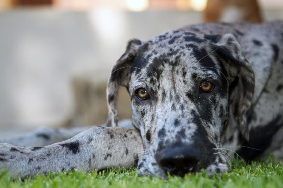 brown spotted great dane puppy