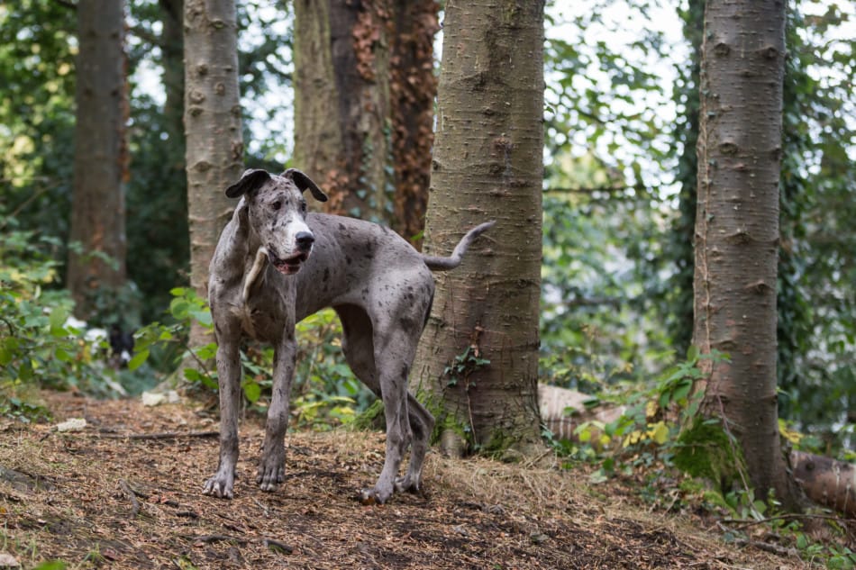 Great 2025 dane hiking