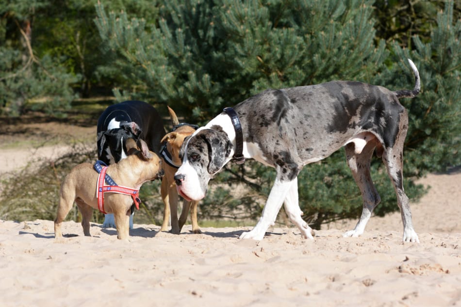 Great Dane Introduction 