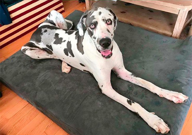 Great Dane dog bed.