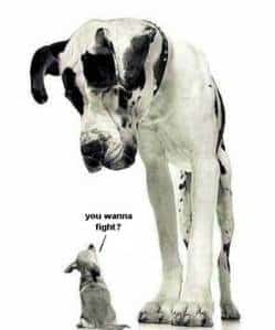 Great Dane vs. small dog.