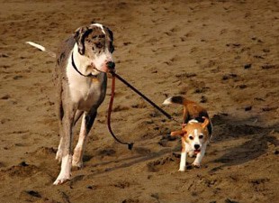 Great Dane leading small dog on leash.