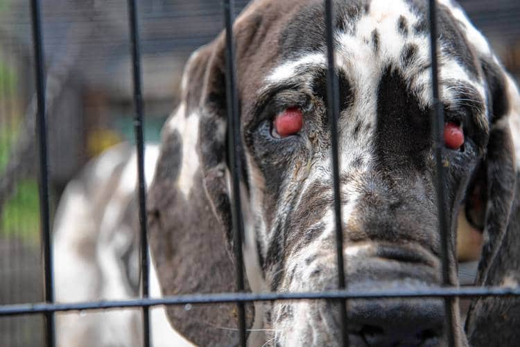 Great Dane with cherry eye