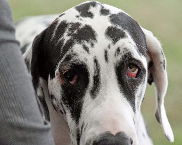 Great Dane with red eyes