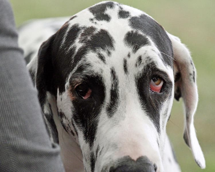 great dane eyes