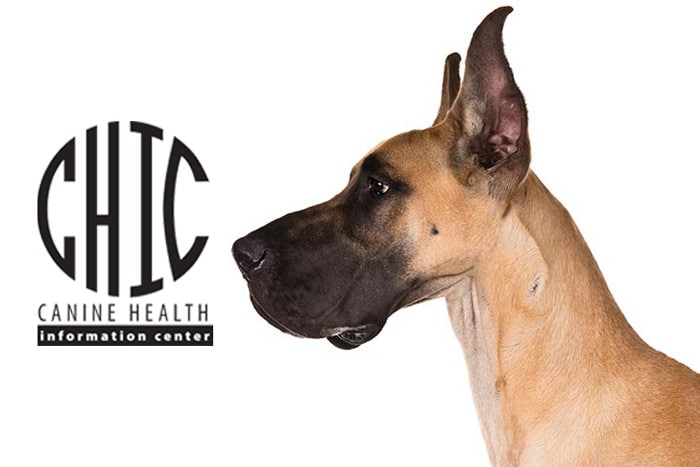 OFA CHIC Certification: Great Dane Health Testing