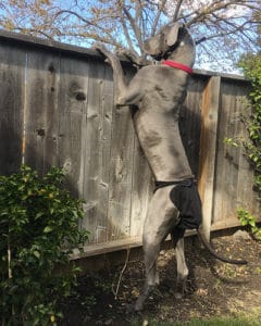 how often does a great dane go into heat