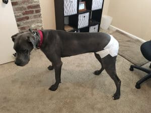 Great dane dog store diapers